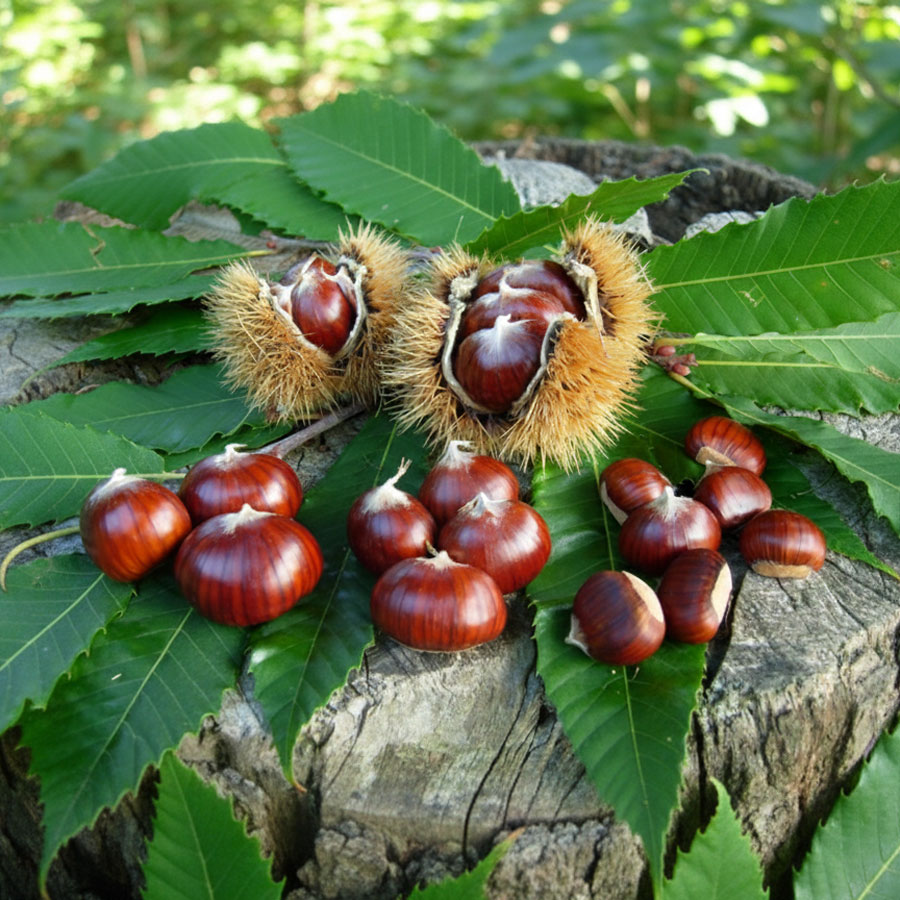 Cooperativa Castanicoltori del Trentino A. A. | Maroni e Tradizione Cooperativa Castanicoltori del Trentino A. A. | Maroni e Tradizione