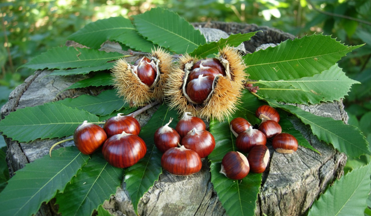 Cooperativa Castanicoltori del Trentino A. A. | Maroni e Tradizione Cooperativa Castanicoltori del Trentino A. A. | Maroni e Tradizione