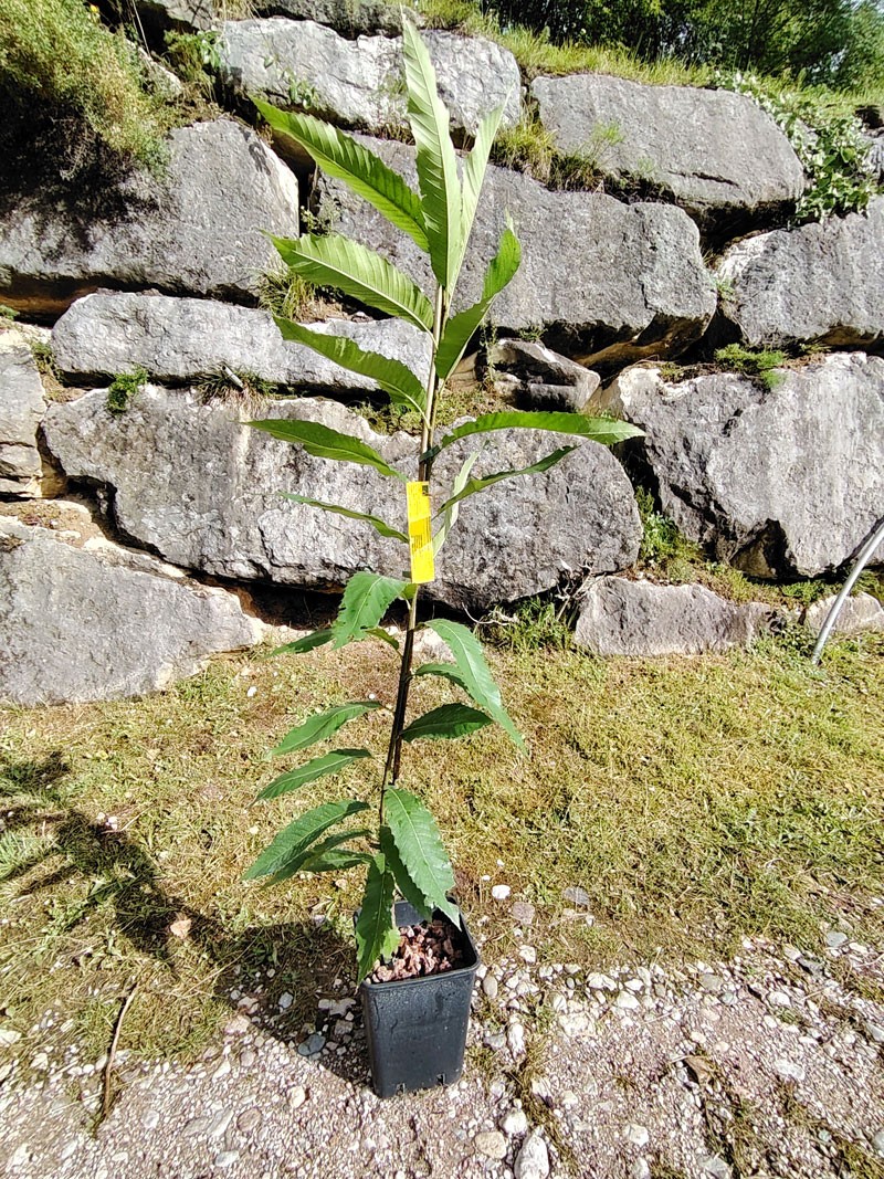 Piante di maroni Piante di maroni