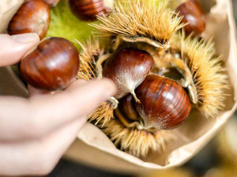 Cooperativa Castanicoltori del Trentino A. A. | Maroni e Tradizione