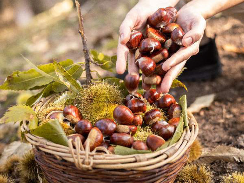 Cooperativa Castanicoltori del Trentino A. A. | Maroni e Tradizione
