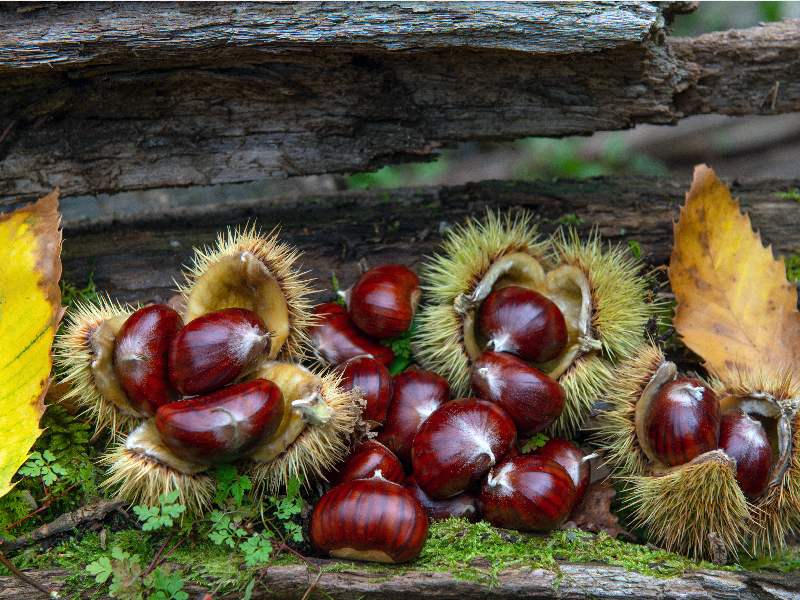 Cooperativa Castanicoltori del Trentino A. A. | Maroni e Tradizione