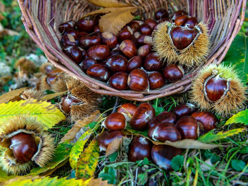 Cooperativa Castanicoltori del Trentino A. A. | Maroni e Tradizione