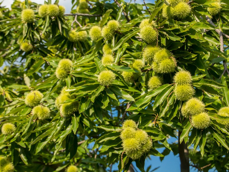 Cooperativa Castanicoltori del Trentino A. A. | Maroni e Tradizione