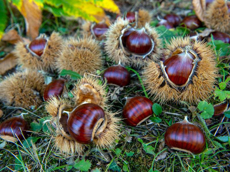 Cooperativa Castanicoltori del Trentino A. A. | Maroni e Tradizione