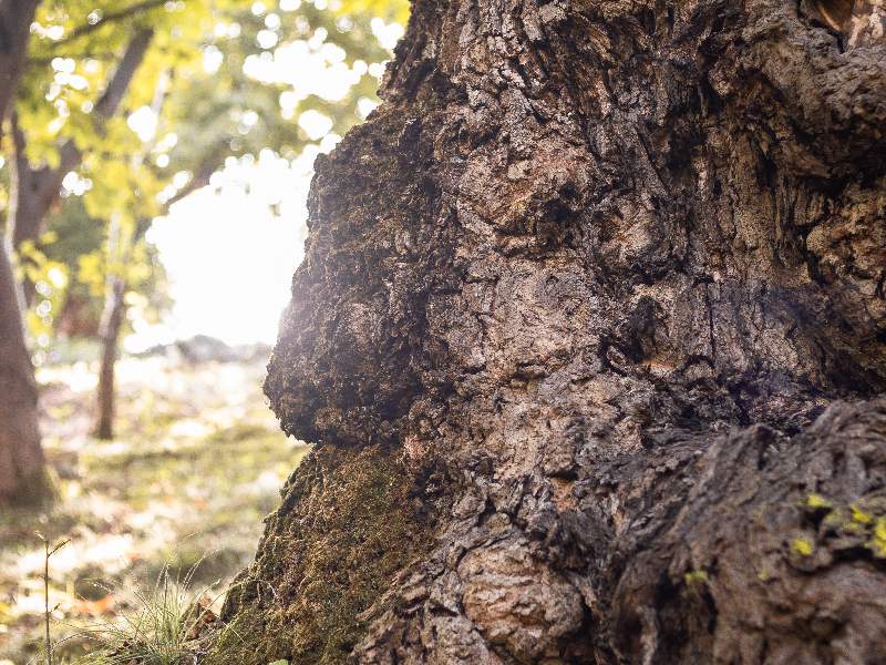 Cooperativa Castanicoltori del Trentino A. A. | Maroni e Tradizione