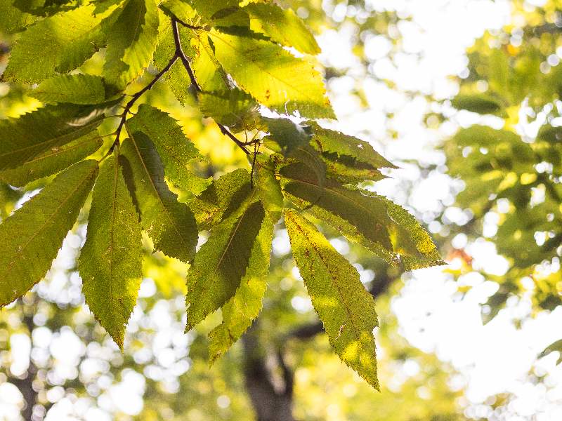 Cooperativa Castanicoltori del Trentino A. A. | Maroni e Tradizione
