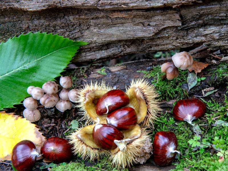 Cooperativa Castanicoltori del Trentino A. A. | Maroni e Tradizione