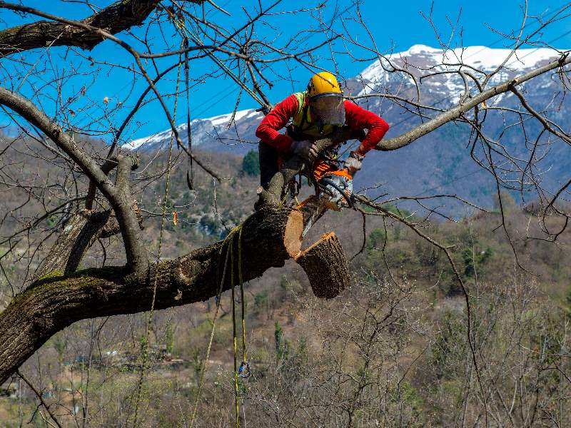 Cooperativa Castanicoltori del Trentino A. A. | Maroni e Tradizione