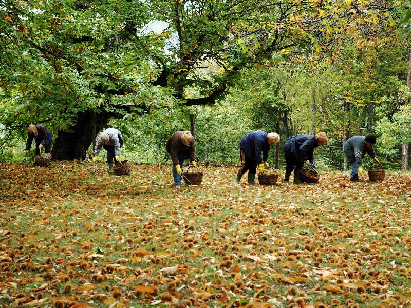 Cooperativa Castanicoltori del Trentino A. A. | Maroni e Tradizione