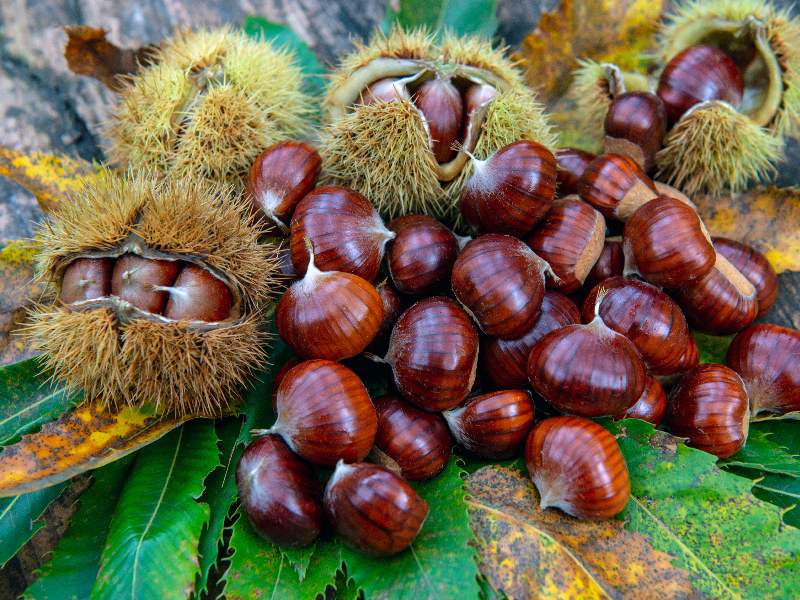 Cooperativa Castanicoltori del Trentino A. A. | Maroni e Tradizione