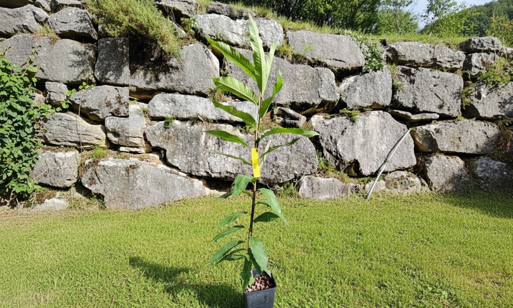 Piante di maroni in vaso – coltiva la tradizione trentina Piante di maroni in vaso del Trentino