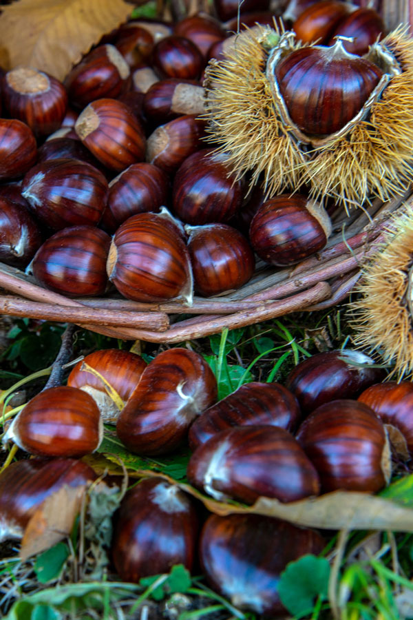 Cooperativa Castanicoltori del Trentino A. A. | Maroni e Tradizione