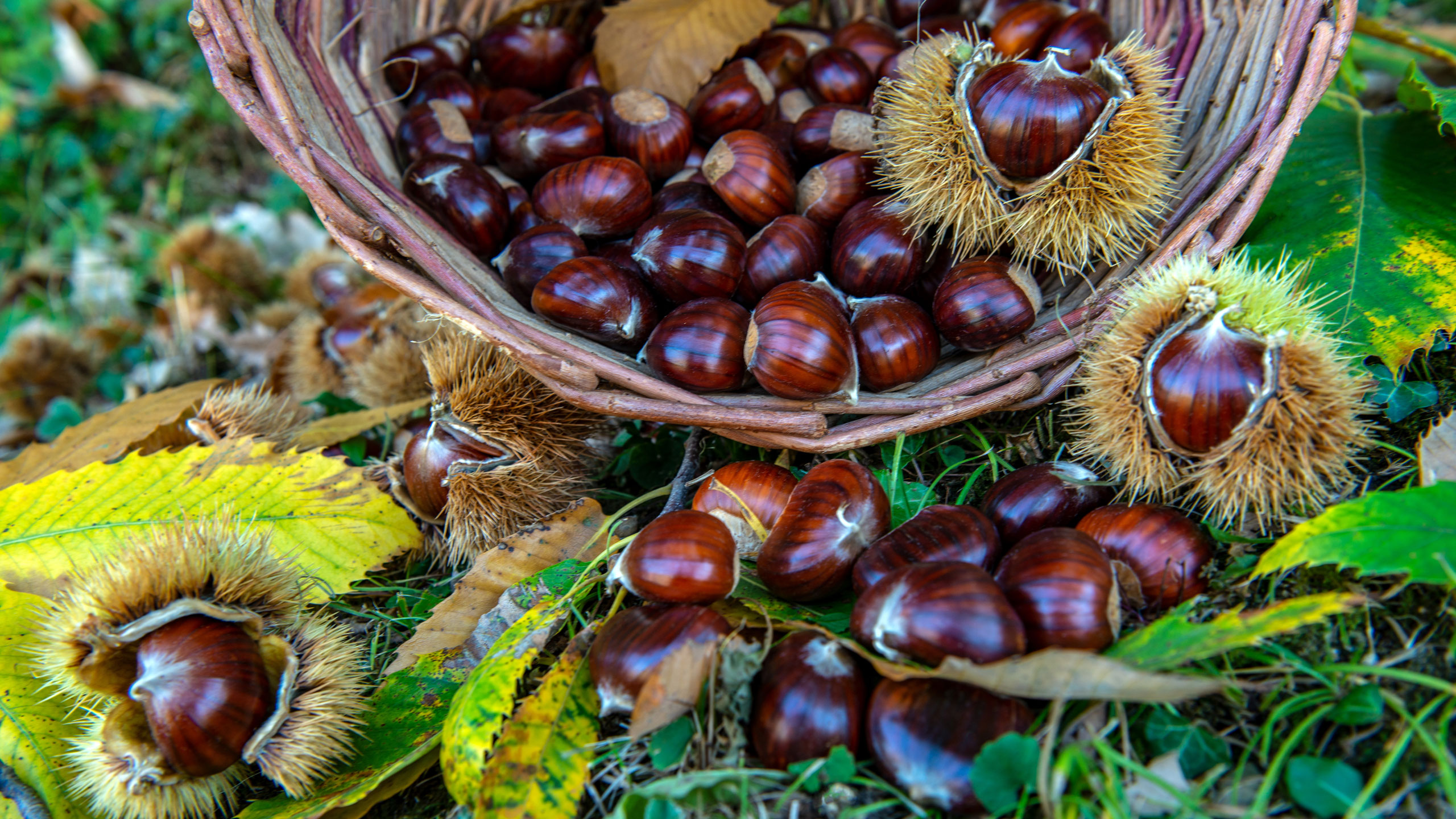 Cooperativa Castanicoltori del Trentino A. A. | Maroni e Tradizione