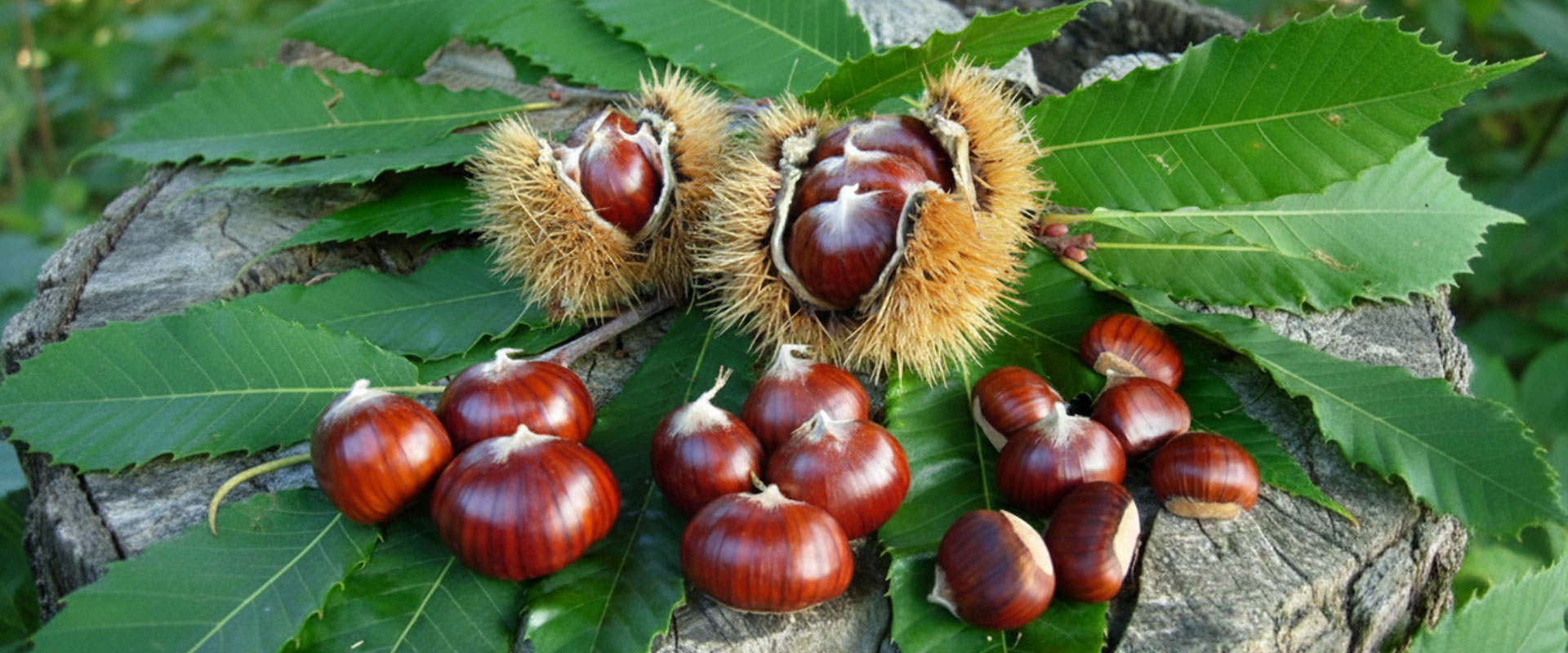 Cooperativa Castanicoltori del Trentino A. A. | Maroni e Tradizione