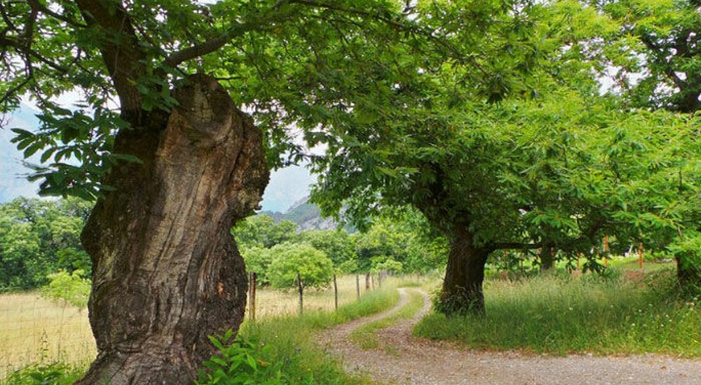 Il Castagno: custode di biodiversità
