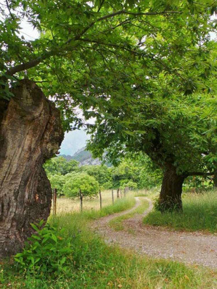 Il Castagno: custode di biodiversità