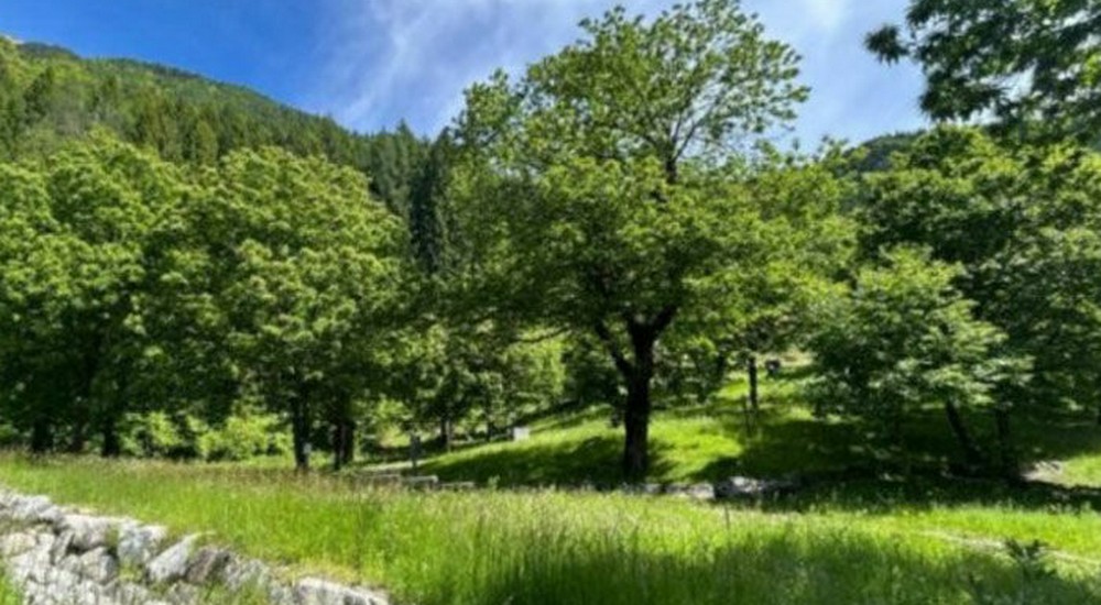 Il Castagno: Custode di Biodiversità
