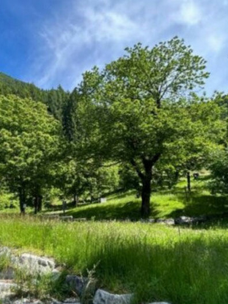 Il Castagno: Custode di Biodiversità