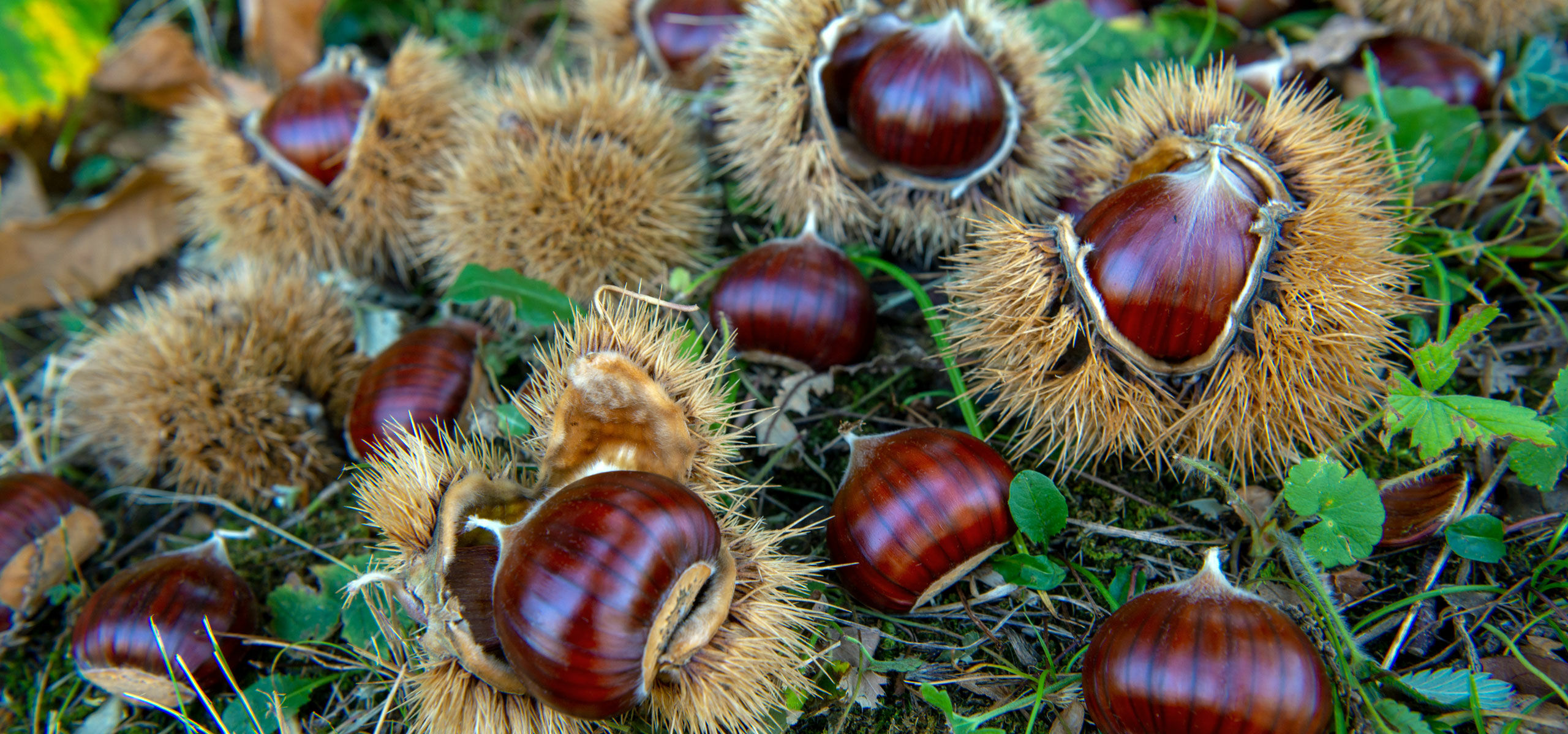 Cooperativa Castanicoltori del Trentino A. A. | Maroni e Tradizione Cooperativa castanicoltori del Trentino Alto Adige s.c.a. | Mission