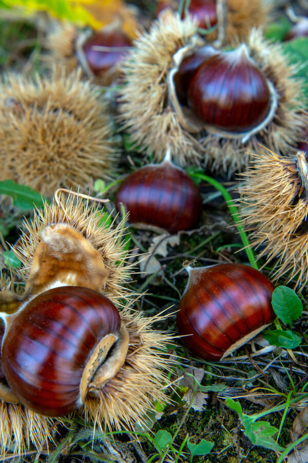 Cooperativa Castanicoltori del Trentino A. A. | Maroni e Tradizione Cooperativa castanicoltori del Trentino Alto Adige s.c.a. | Mission
