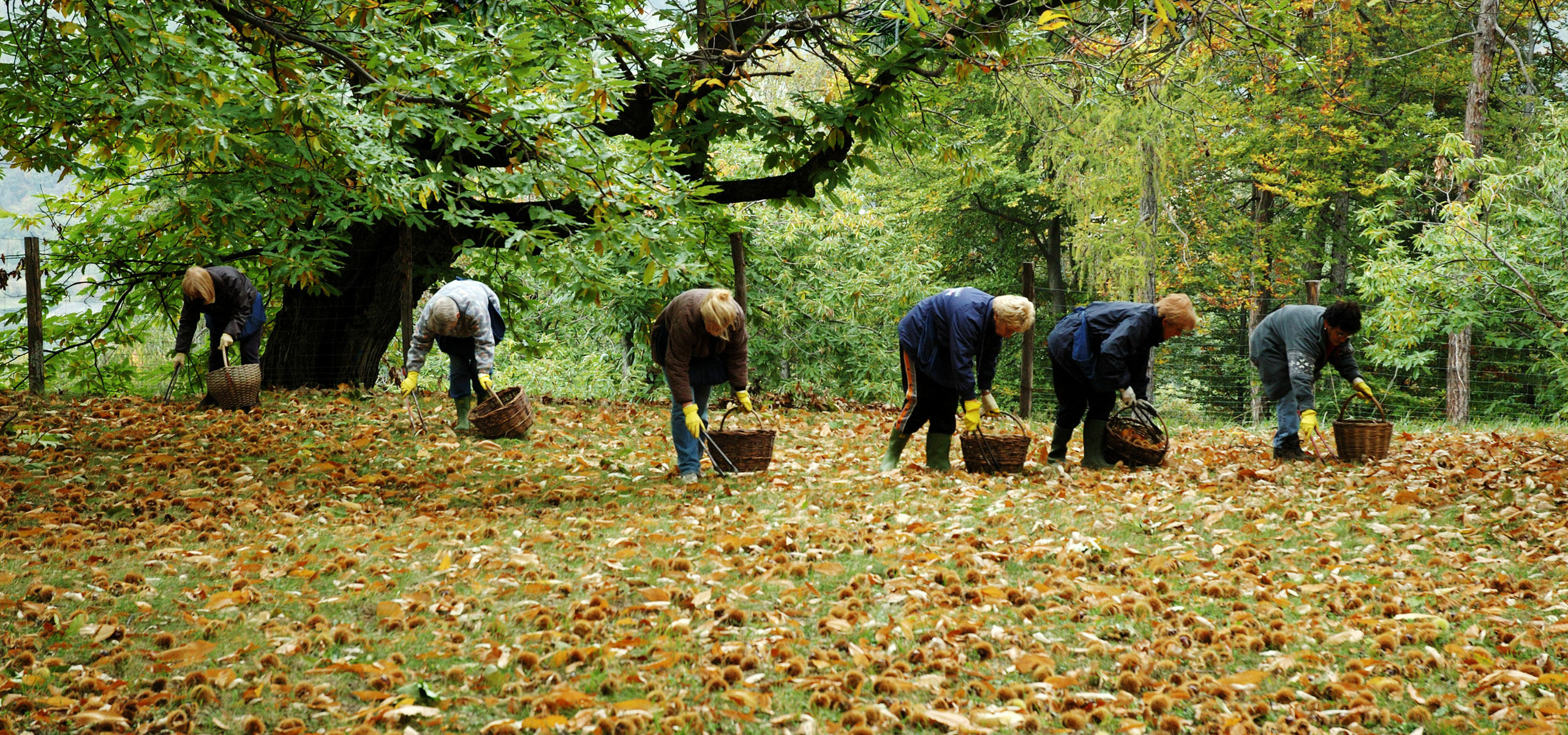 Cooperativa Castanicoltori del Trentino A. A. | Maroni e Tradizione Cooperativa castanicoltori del Trentino Alto Adige s.c.a. | Prodotti