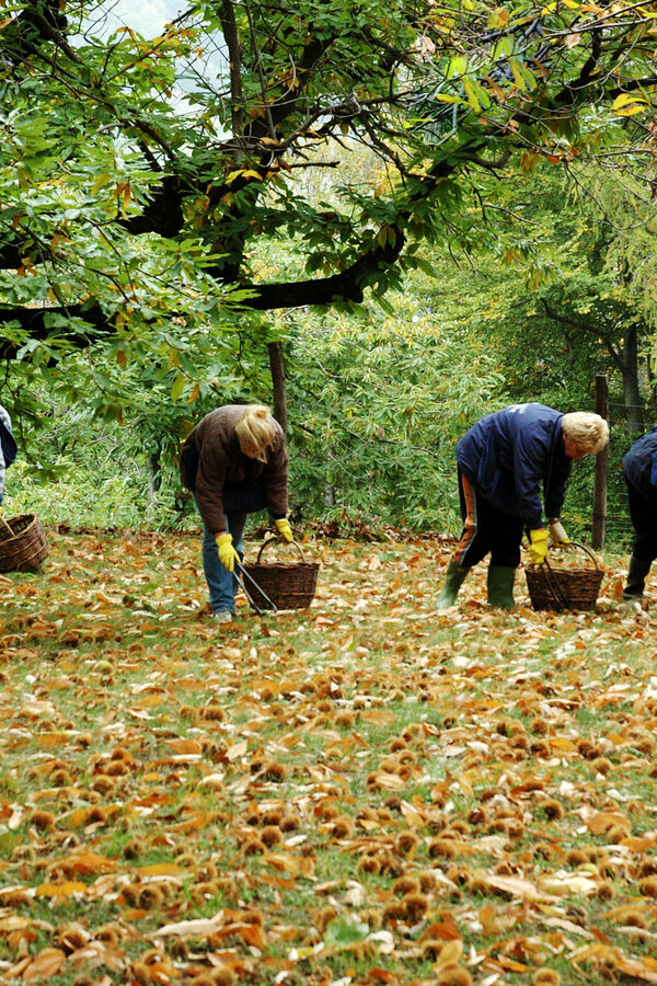 Cooperativa Castanicoltori del Trentino A. A. | Maroni e Tradizione Cooperativa castanicoltori del Trentino Alto Adige s.c.a. | Prodotti